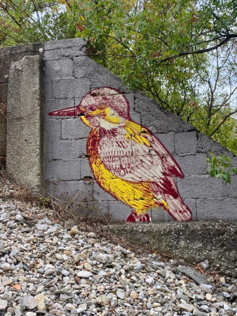 insolite oiseau !